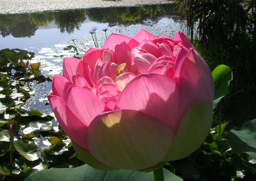 Lotus Plants